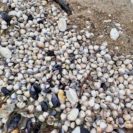 Berliner Hof App. 212 - Strandallee 141 - Apartmán