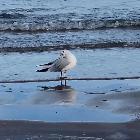 Berliner Hof App. 212 - Strandallee 141 - Apartmán *